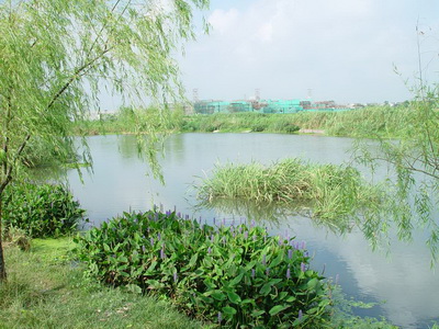 青浦生態河道工程